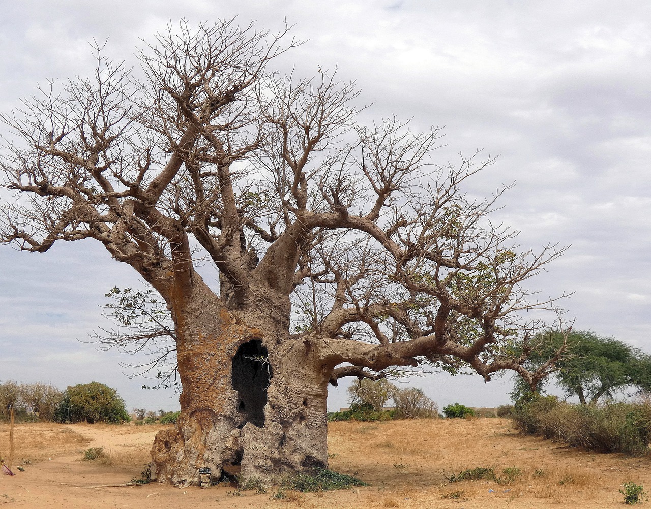 senegal, savannah, baobab-4615214.jpg