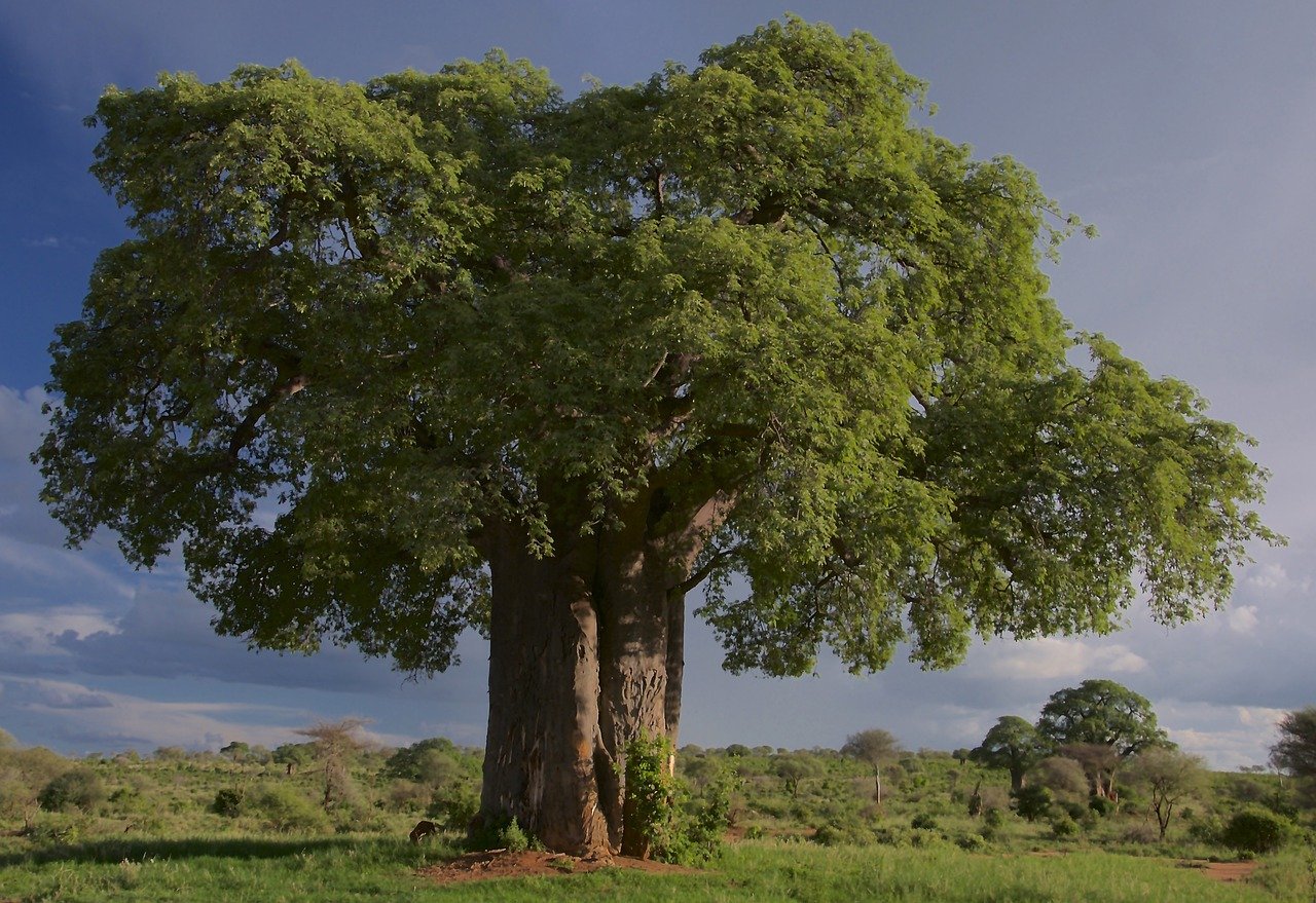 tree, baobab, tarangire national park-6880117.jpg